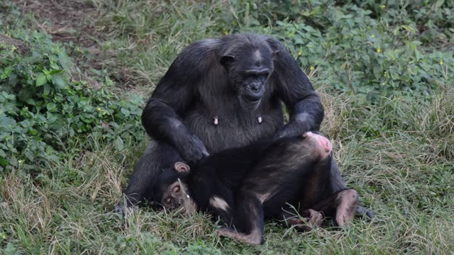Chimpanzees Grooming In Grass