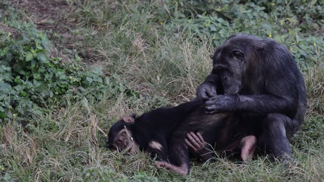 Chimpanzee Pair Interacting