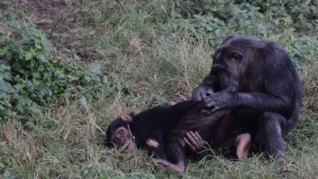 Chimpanzee At Riverbank