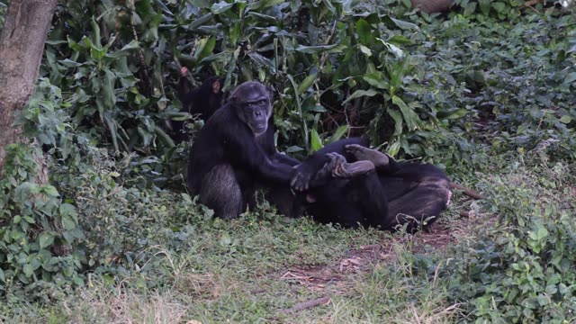 Chimpanzees Grooming In Grass