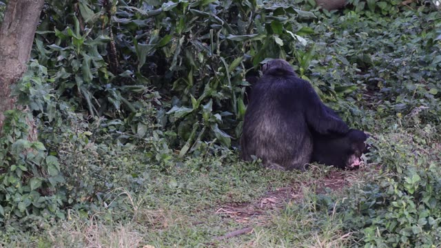 Chimpanzee Pair Interacting