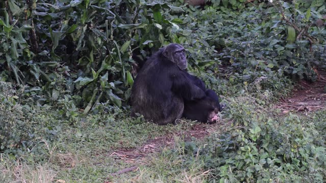 Chimpanzee At Riverbank