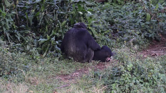 Chimpanzees Grooming In Grass