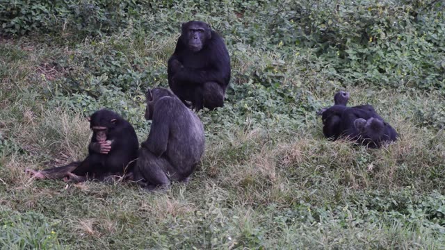 Chimpanzee Pair Interacting