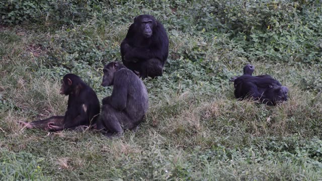 Chimpanzee At Riverbank
