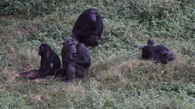 Chimpanzees Grooming In Grass