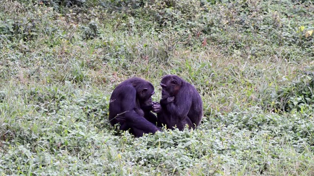 Chimpanzee Pair Interacting