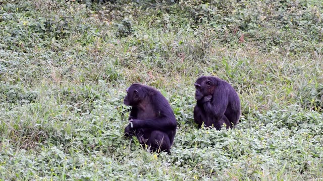 Chimpanzee At Riverbank