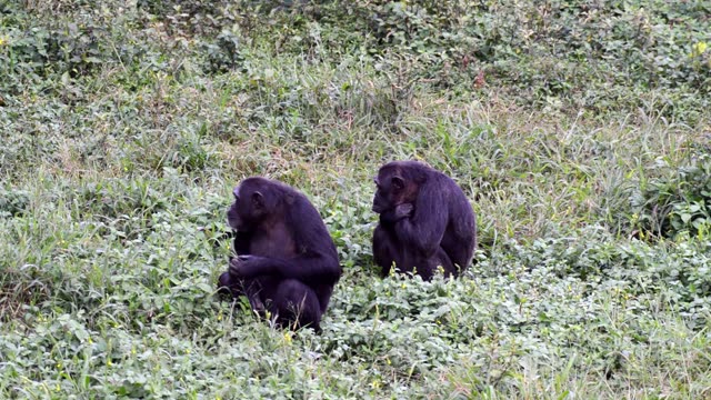 Chimpanzees Grooming In Grass