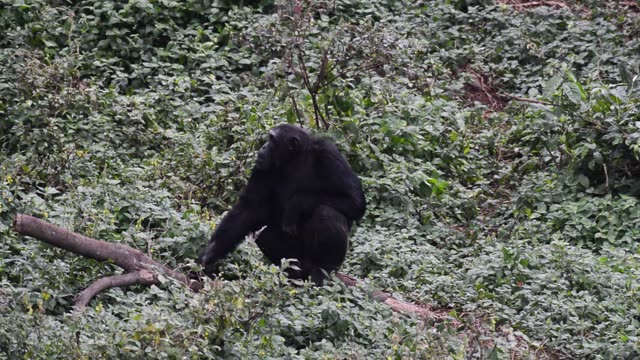 Chimpanzee At Riverbank