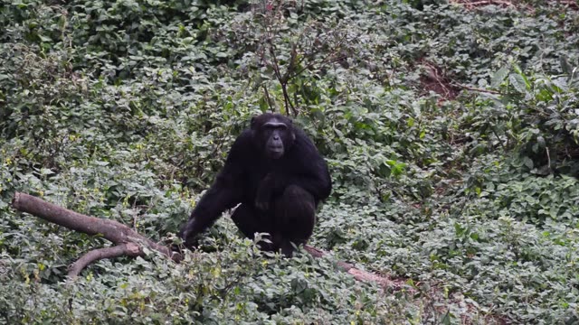 Chimpanzees Grooming In Grass