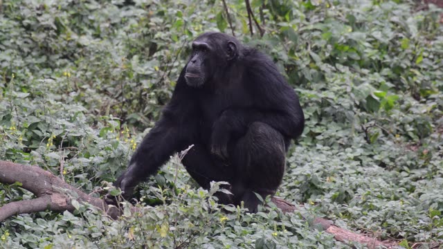 Chimpanzee Pair Interacting