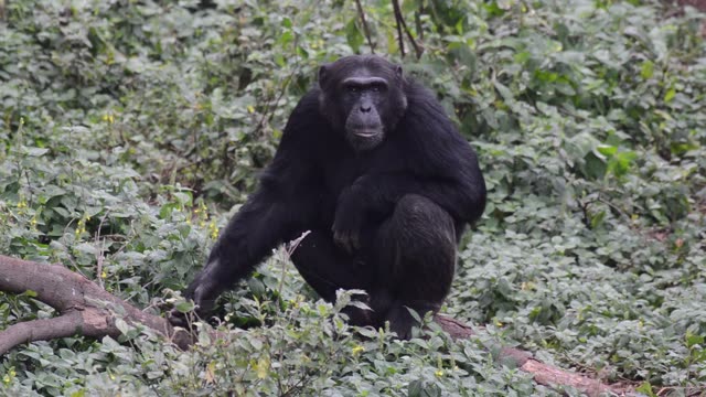 Chimpanzee At Riverbank