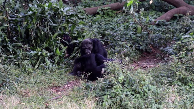 Chimpanzees Grooming In Grass