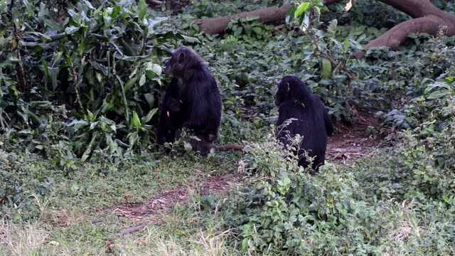Chimpanzee Pair Interacting