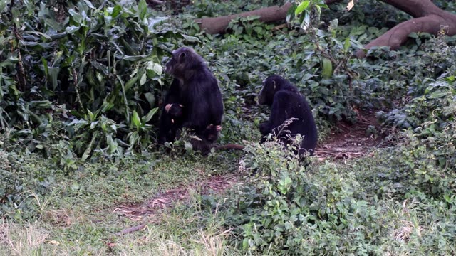 Chimpanzee At Riverbank