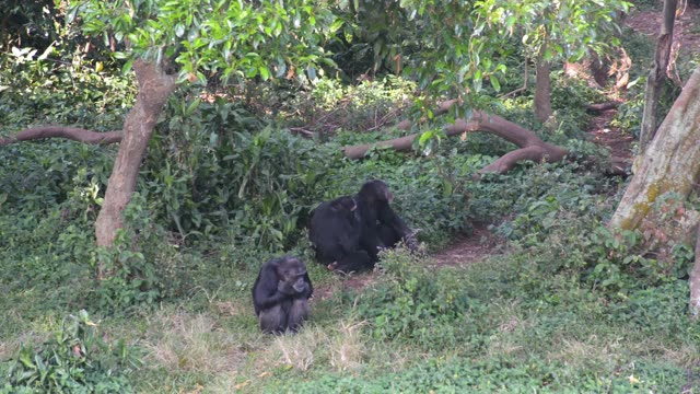 Chimpanzee Family Resting Together