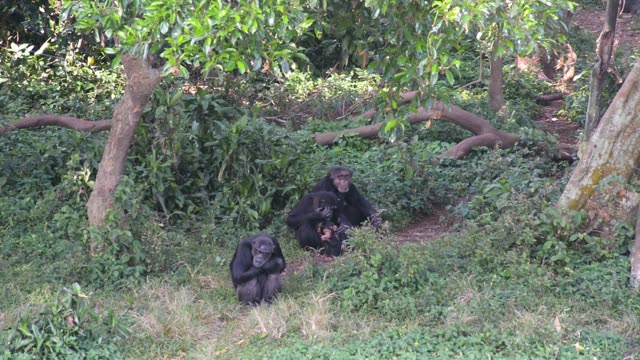 Young Chimpanzees Playing