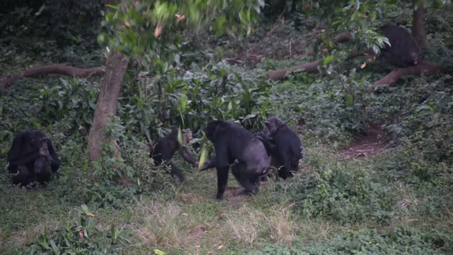 Chimpanzee Family Resting Together