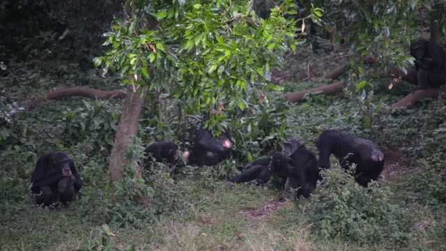 Young Chimpanzees Playing