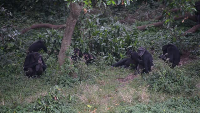 Chimpanzee Family Resting Together