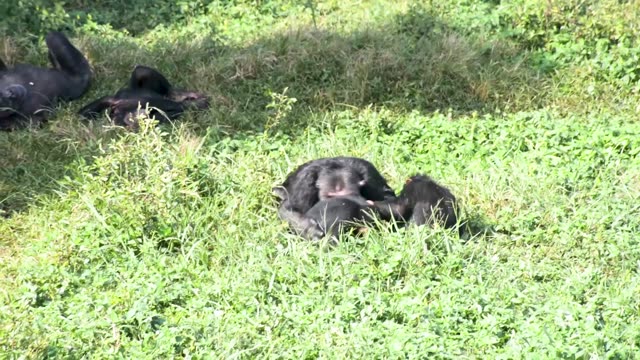 Young Chimpanzees Playing
