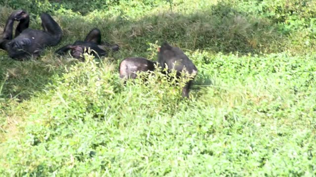 Chimpanzee Family Resting Together