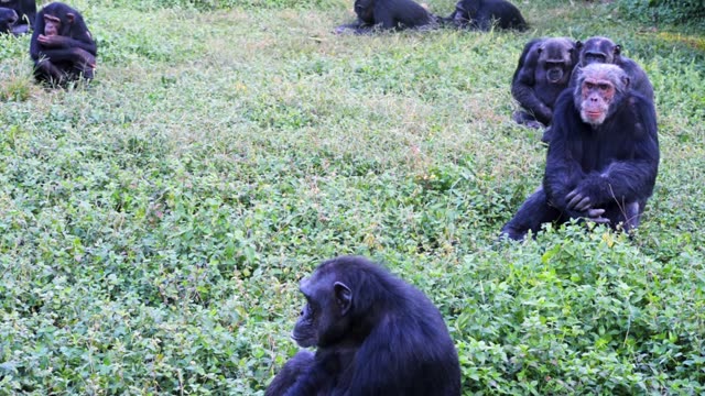Young Chimpanzees Playing