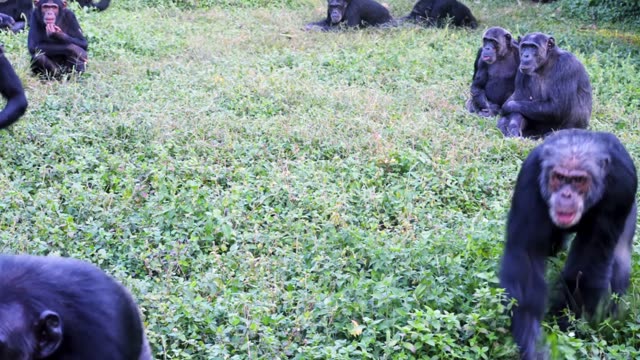 Chimpanzee Family Resting Together