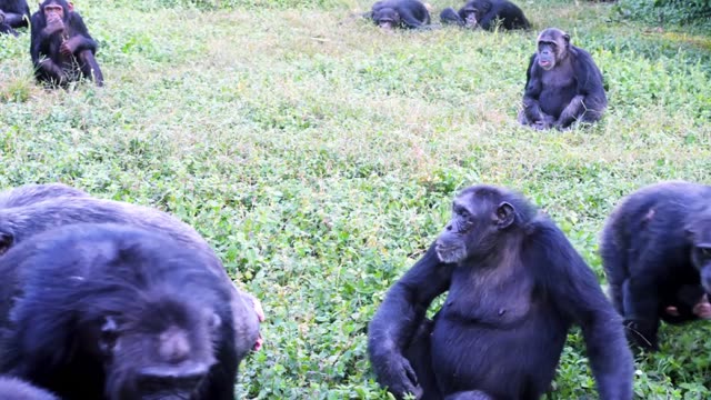 Young Chimpanzees Playing