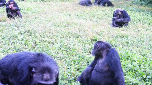Chimpanzee Family Resting Together