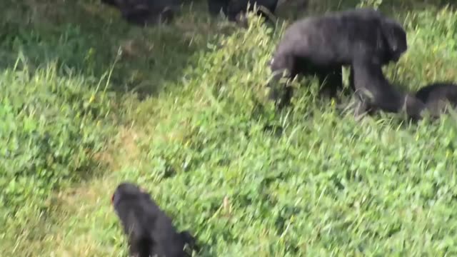 Young Chimpanzees Playing