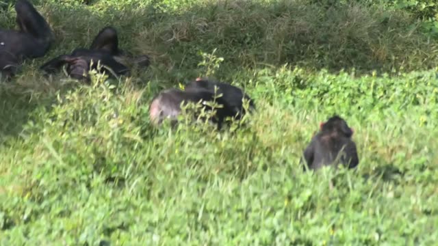 Chimpanzee Family Resting Together