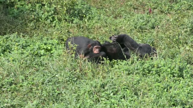 Young Chimpanzees Playing