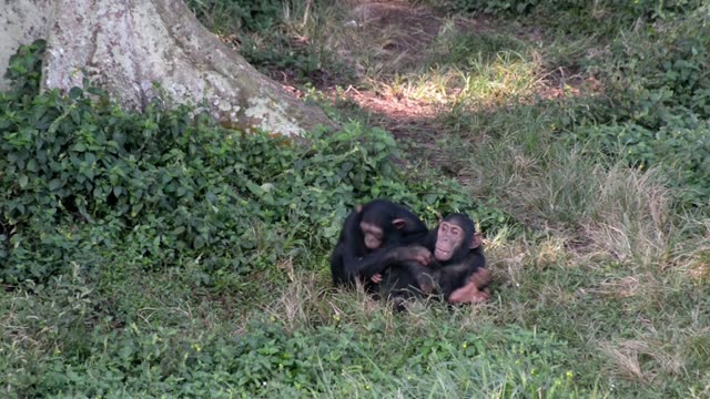 Young Chimpanzees Playing