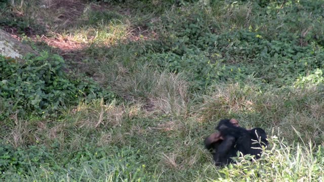 Young Chimpanzees Playing