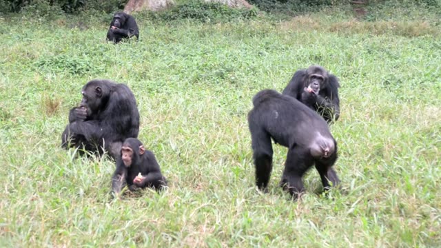 Chimpanzee Family Resting Together