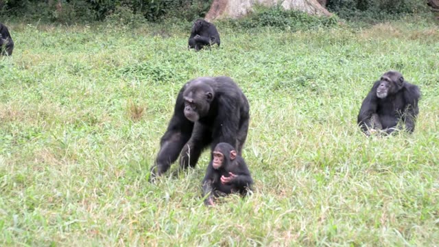 Young Chimpanzees Playing
