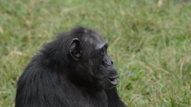 Chimpanzee Family Resting Together
