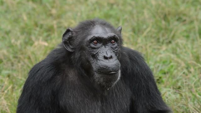 Young Chimpanzees Playing