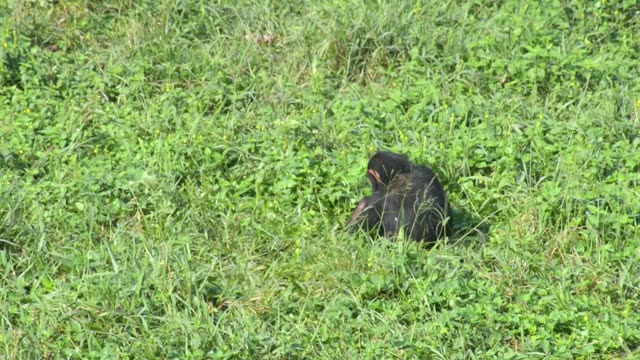 Young Chimpanzees Playing