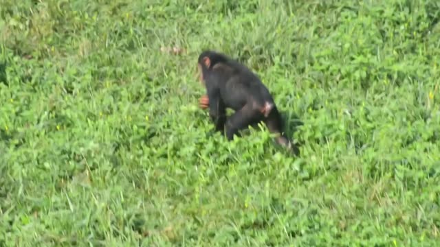 Chimpanzee Family Resting Together