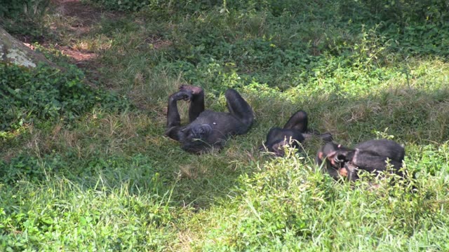 Young Chimpanzees Playing