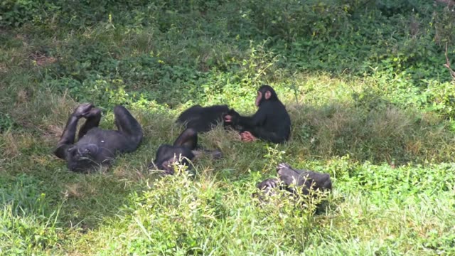 Chimpanzee Family Resting Together