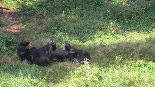 Young Chimpanzees Playing