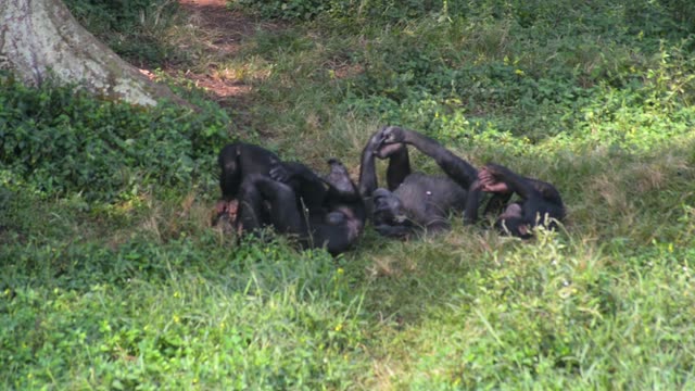 Chimpanzee Family Resting Together