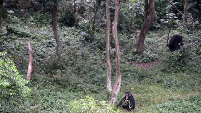 Young Chimpanzees Playing