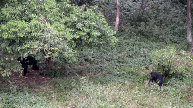 Young Chimpanzees Playing