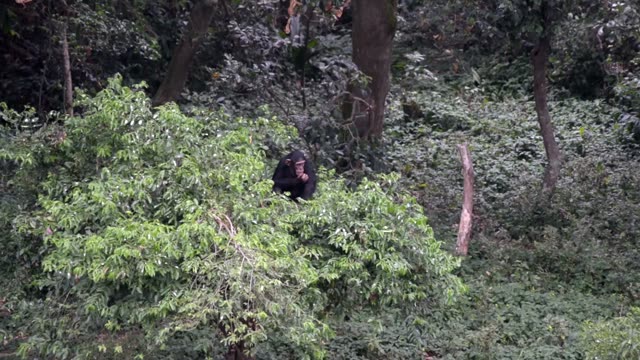Chimpanzee Family Resting Together