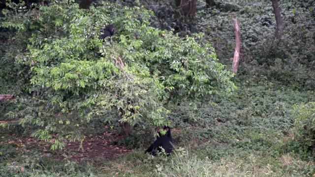 Young Chimpanzees Playing